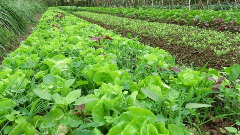 rau-organic-la-gi-vi-sao-rau-huu-co-dat-hon-rau-thuong-202201171402530370